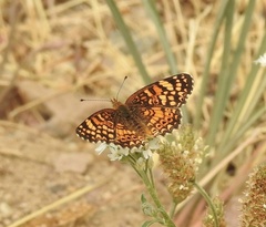 Phyciodes mylitta