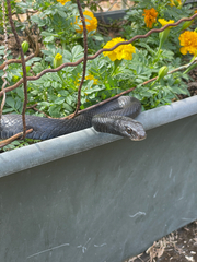 Coluber constrictor priapus