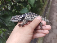 Sceloporus torquatus