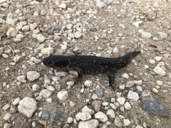 Ambystoma tigrinum