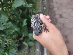 Sceloporus torquatus