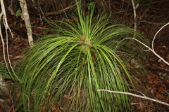 Xanthorrhoea johnsonii