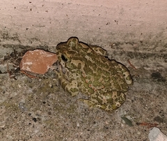 Bufotes viridis balearicus