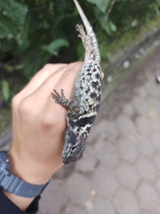 Sceloporus torquatus