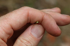 Xanthorrhoea johnsonii