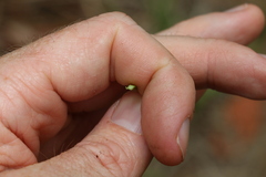 Xanthorrhoea johnsonii