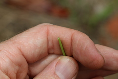 Xanthorrhoea johnsonii