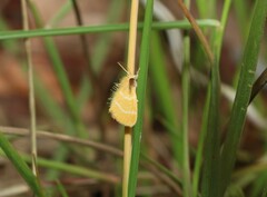 Euproctis lutea
