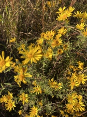 Heterotheca camporum