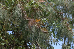 Grevillea pteridifolia