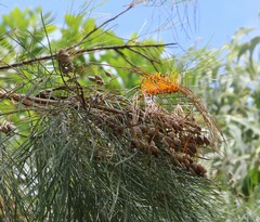 Grevillea pteridifolia