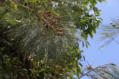 Grevillea pteridifolia