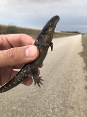 Ambystoma tigrinum