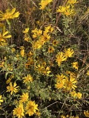 Heterotheca camporum