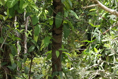 Grevillea pteridifolia