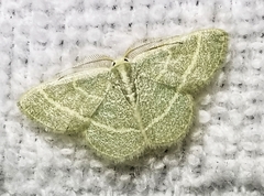 Chlorochlamys chloroleucaria