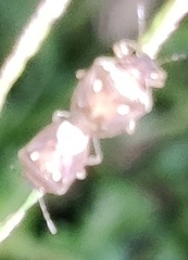 Eysarcoris guttigerus