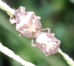 Eysarcoris guttigerus