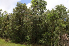 Grevillea pteridifolia