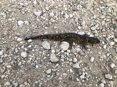Ambystoma tigrinum