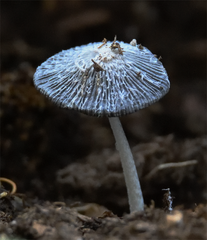 Coprinopsis