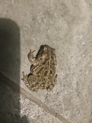 Incilius mazatlanensis