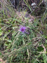 Liatris squarrulosa