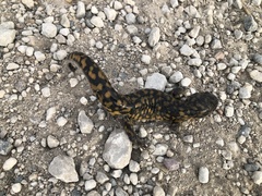 Ambystoma tigrinum