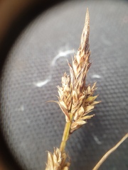 Carex stricta