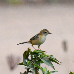 Cisticola exilis
