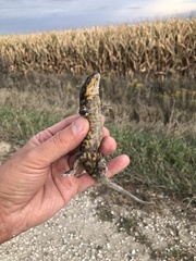 Ambystoma tigrinum