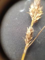 Carex stricta