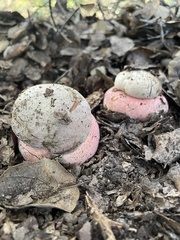 Rubroboletus eastwoodiae