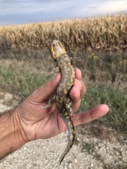 Ambystoma tigrinum