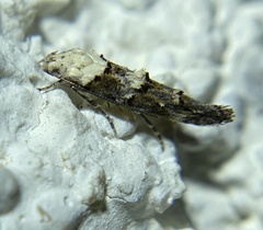 Mompha murtfeldtella
