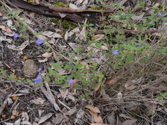 Dampiera hederacea