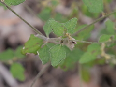 Dampiera hederacea