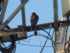 Falco peregrinus