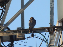 Falco peregrinus