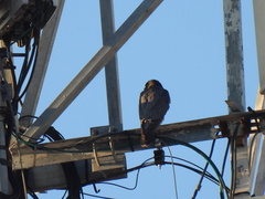 Falco peregrinus