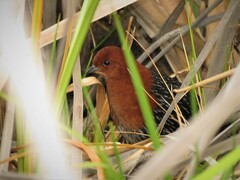 Sarothrura rufa rufa