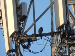 Falco peregrinus