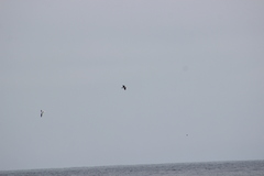 Stercorarius pomarinus