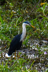 Egretta picata