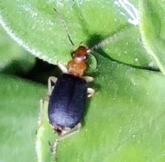 Brachinus