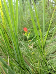 Castilleja coccinea