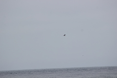 Stercorarius pomarinus