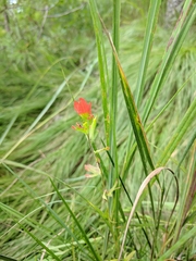 Castilleja coccinea