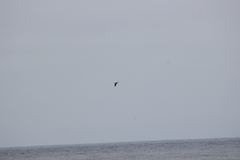 Stercorarius pomarinus