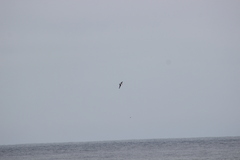 Stercorarius pomarinus